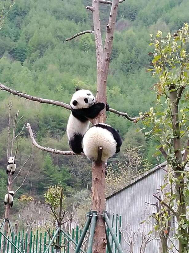Chengdu: Giant Panda and Leshan Buddha Day Trip - Why this Chengdu day trip works