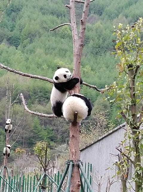 Chengdu: Giant Panda and Leshan Buddha Day Trip - What the guide adds to the day