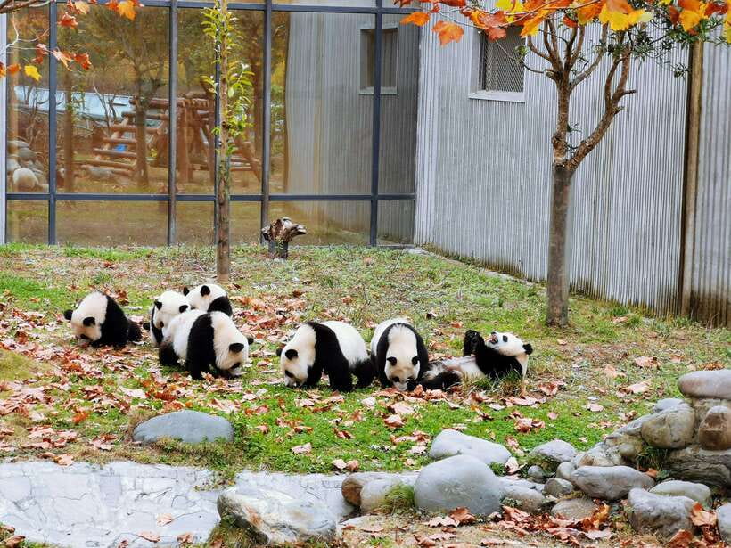 Chengdu: Giant Panda and Leshan Buddha Day Trip - Timing, heat, and walking