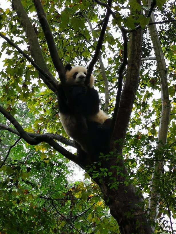 Chengdu: Giant Panda and Leshan Buddha Day Trip - What is included, and what is not