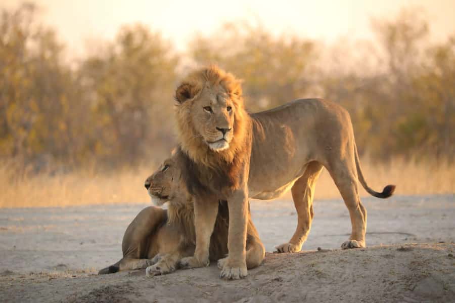 Chobe Day Trip - From Vic Falls - With Lunch (Buffet) - Why This Day Trip Makes Sense From Victoria Falls