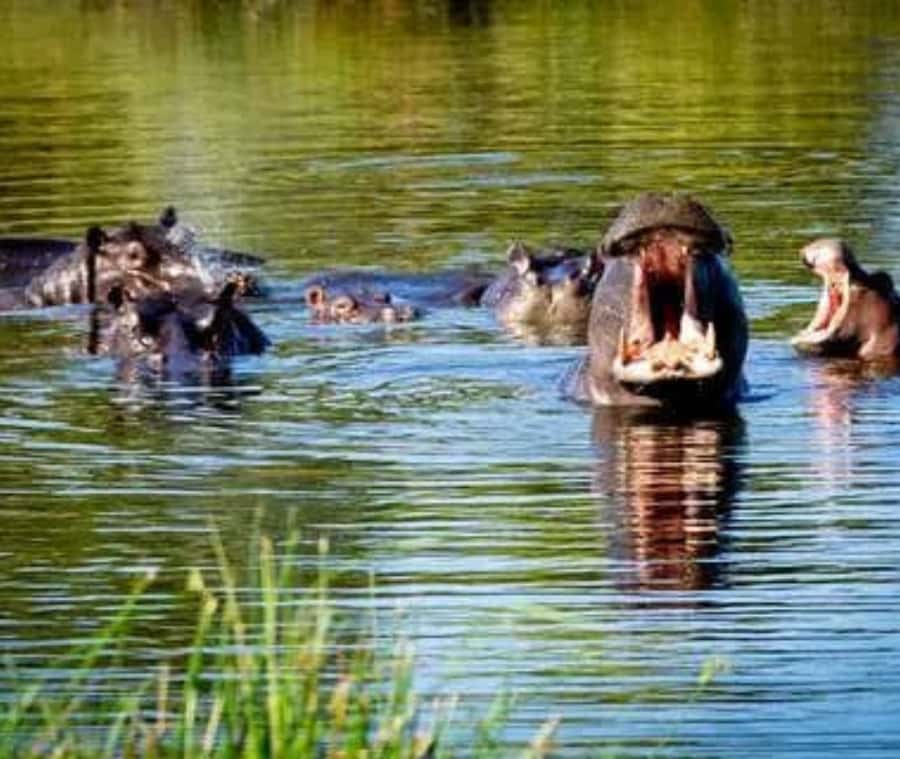 Chobe Day Trip - From Vic Falls - With Lunch (Buffet) - How the Guides Affect the Day