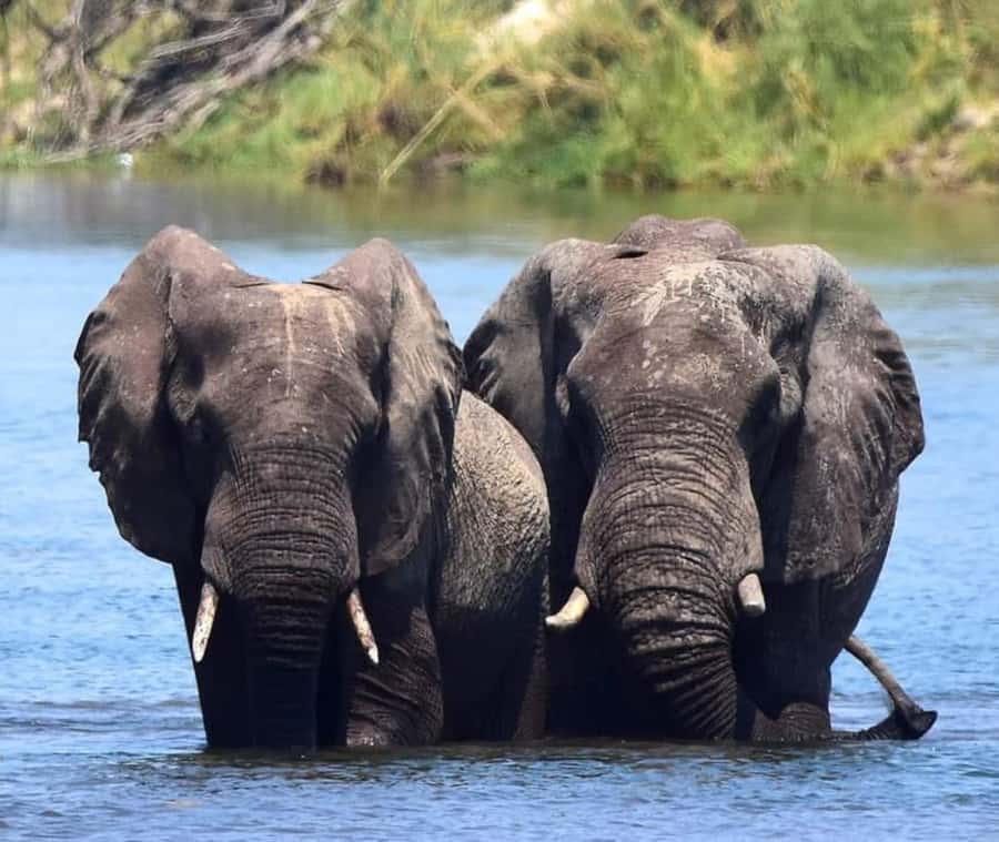 Chobe Day Trip - From Vic Falls - With Lunch (Buffet) - Who Will Enjoy This Experience Most?