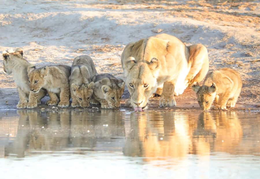 Chobe Day Trip - From Vic Falls - With Lunch (Buffet) - Crossing From Victoria Falls Into Botswana
