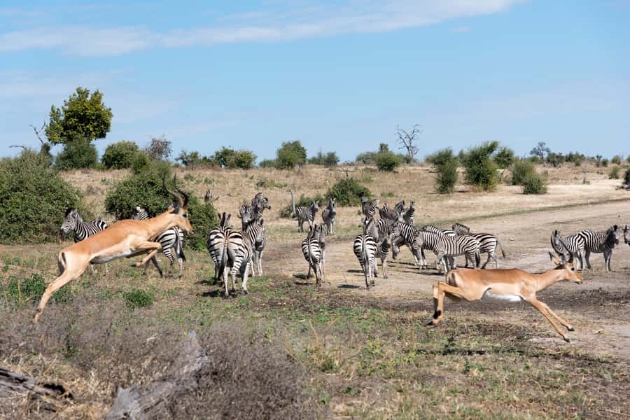 Chobe National Park: Day Trip, Safari drive & River Cruise - Key things to know before booking