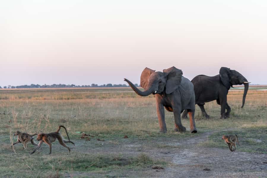 Chobe National Park: Day Trip, Safari drive & River Cruise - The 3.5-hour Chobe game drive