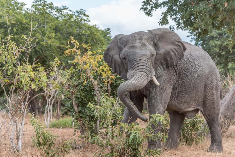 Chobe National Park: Day Trip, Safari drive & River Cruise - The lunch stop in Kasane