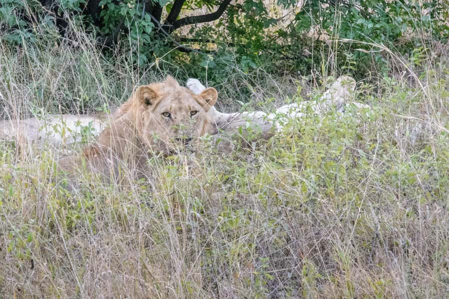 Chobe National Park: Day Trip, Safari drive & River Cruise - Wildlife expectations, from elephants to birds