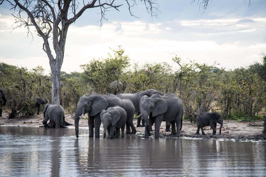 Chobe National Park: Day Trip, Safari drive & River Cruise - Who should book this Chobe safari?