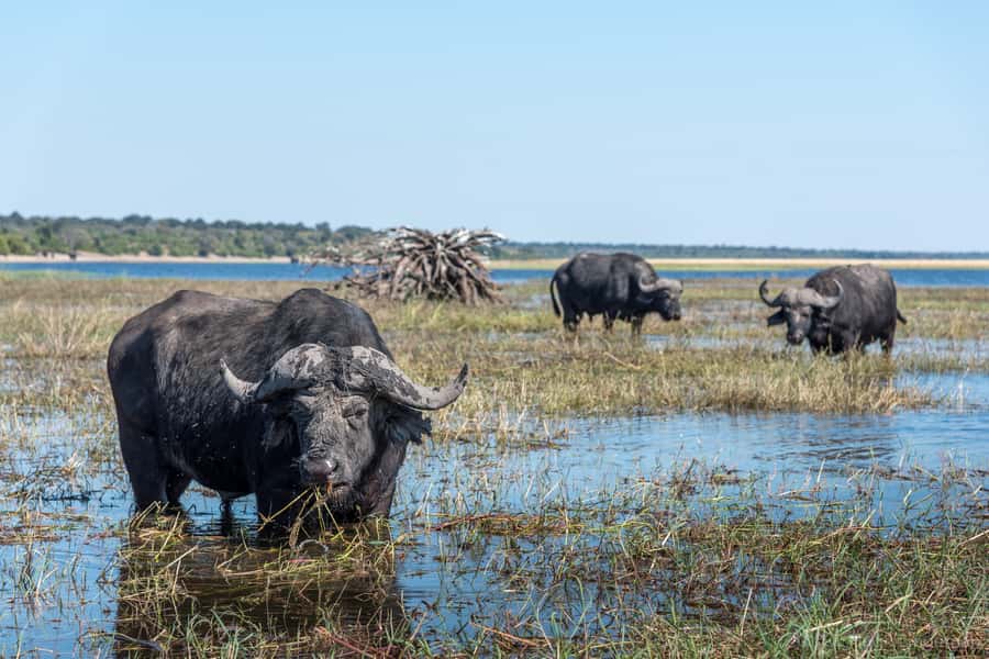Chobe National Park: Day Trip, Safari drive & River Cruise - The early pickup and crossing from Zambia