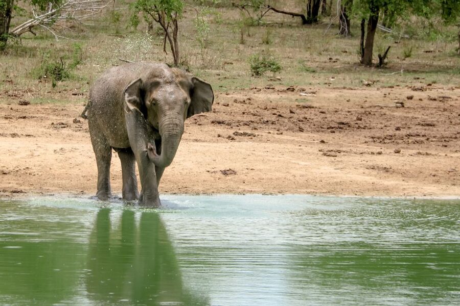 Colombo/Negombo: Sigiriya, Kandy, Ella 3-Day Trip with Train - Little Adam’s Peak and Nine Arches Bridge