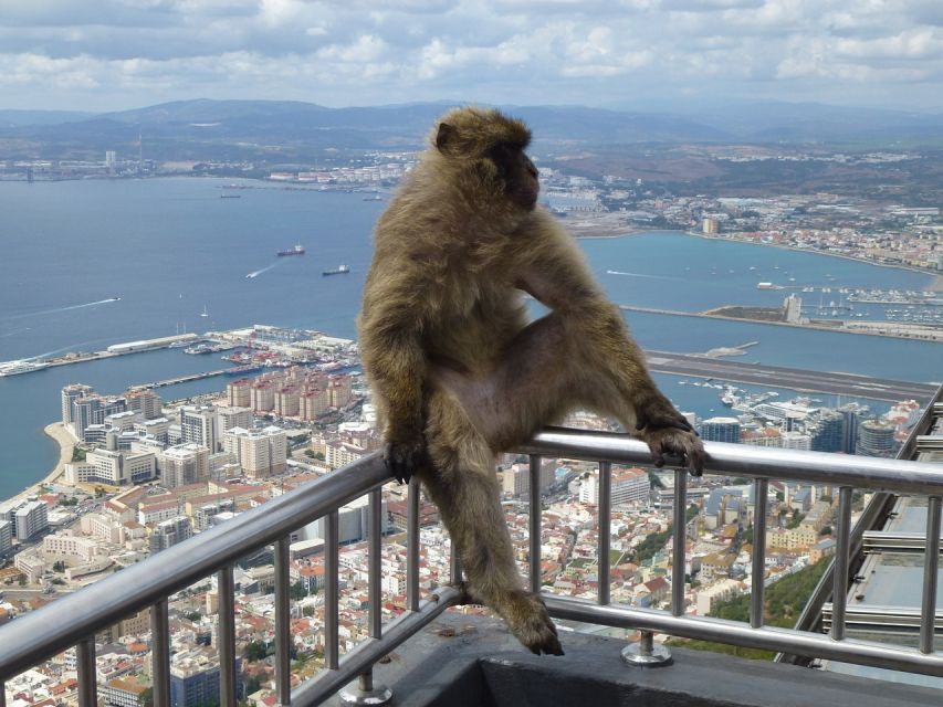 Costa del Sol: Gibraltar Day Trip with Optional Rock Tour - Five hours in Gibraltar: enough, but not generous