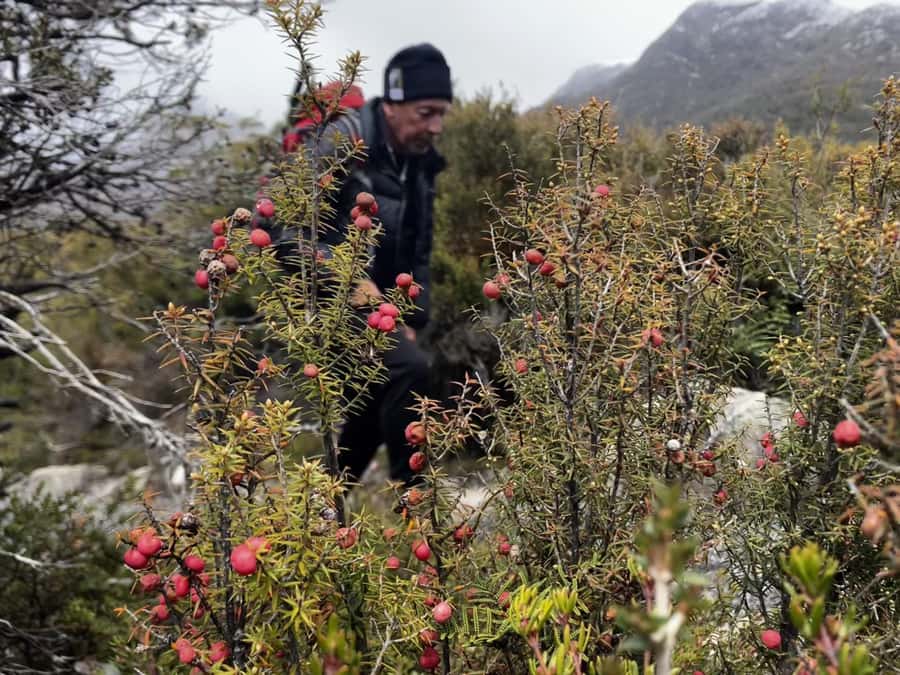 Cradle Mountain: Day Trip from Launceston with Lunch - Dove Lake, Glacier Rock, and the Boat Shed