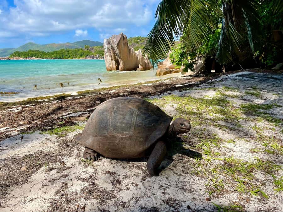 Curieuse and St. Pierre Islands Day Trip with BBQ Lunch - What makes this trip worth considering