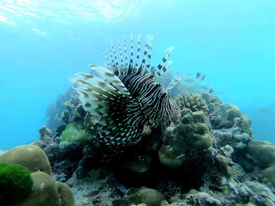 Curieuse and St Pierre Snorkeling Half-Day Trip No BBQ Lunch - Why this four-hour trip works well on Praslin