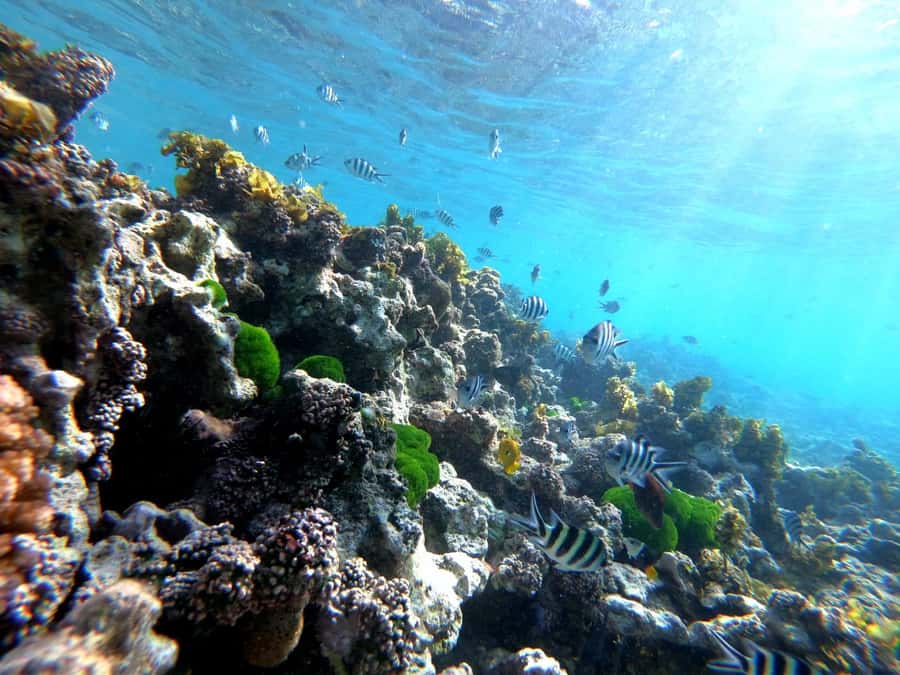 Curieuse and St Pierre Snorkeling Half-Day Trip No BBQ Lunch - 8:45 AM pickup and the boat ride from Praslin