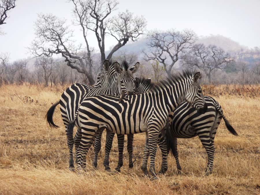 Dar es Salaam: Mikumi National Park Day Trip with Train Ride - Key points at a glance