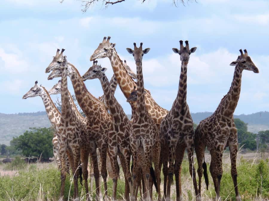 Dar es Salaam: Mikumi National Park Day Trip with Train Ride - What you can see during 4.5 hours of game drive