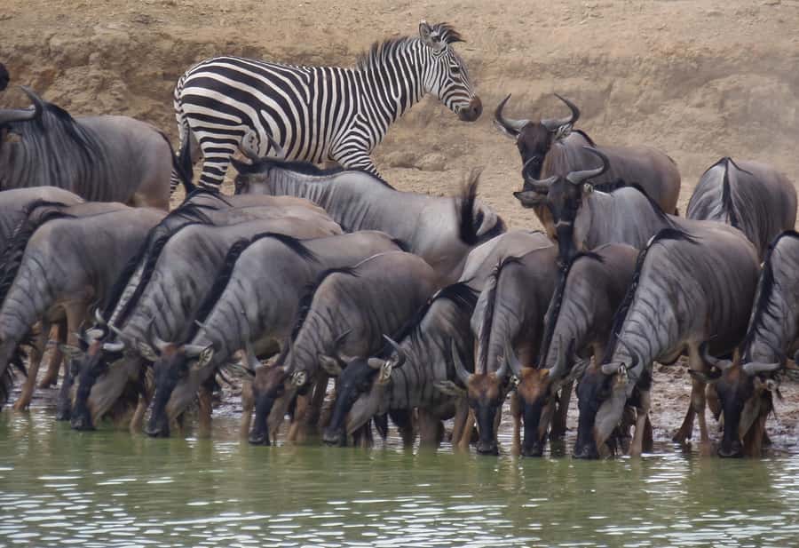 Dar es Salaam: Mikumi National Park Day Trip with Train Ride - The return drive and 7:18 PM train