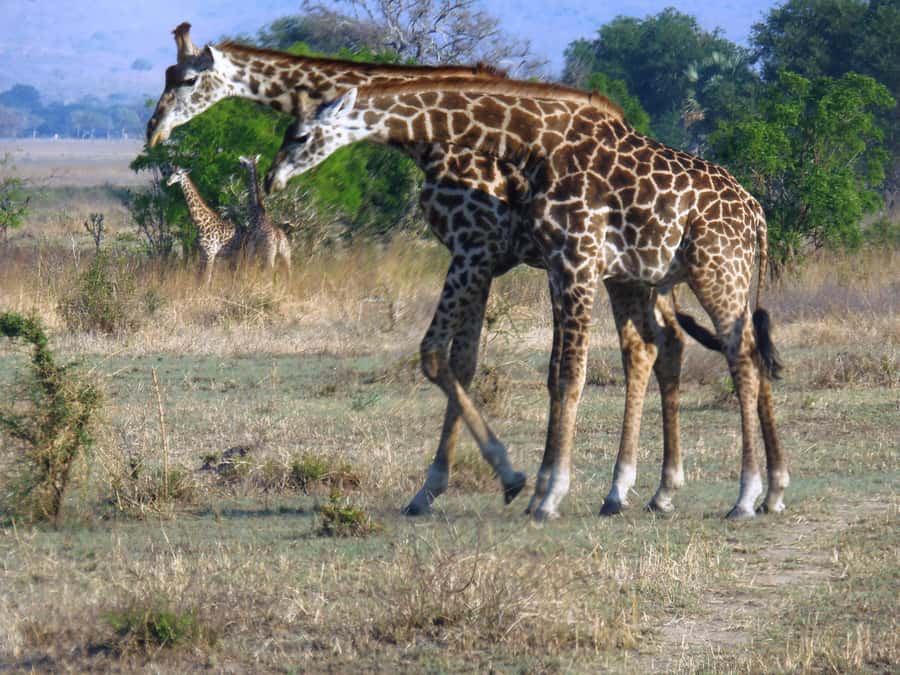 Dar es Salaam: Mikumi National Park Day Trip with Train Ride - Is $400 a fair price?