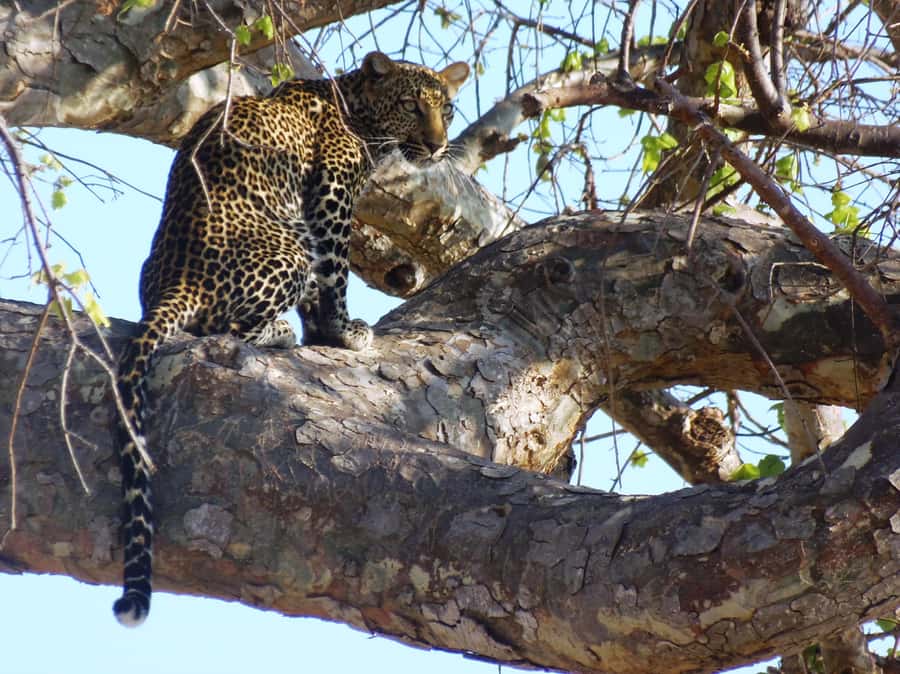 Dar es Salaam: Mikumi National Park Day Trip with Train Ride - Who should book this safari?