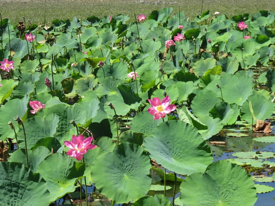 Darwin: Kakadu National Park Day Trip - Who Should Book This Kakadu Day Trip?