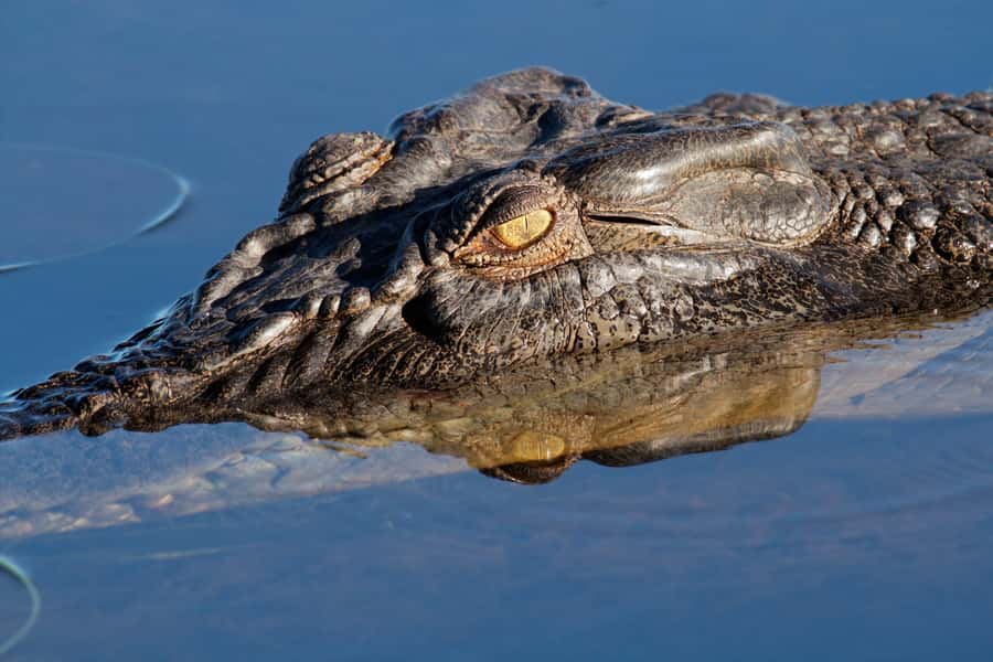 Darwin: Kakadu National Park Day Trip - Why Fly to Kakadu Instead of Driving?