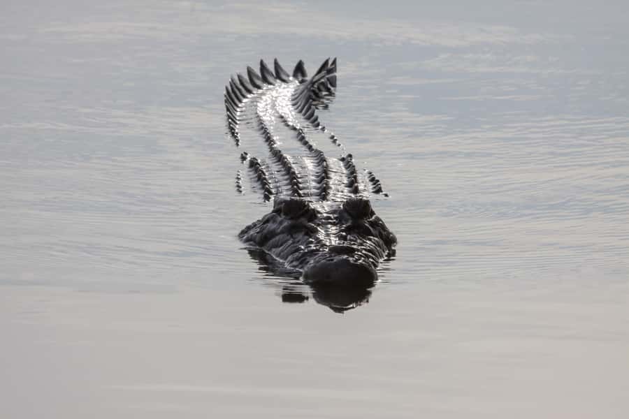 Darwin: Kakadu National Park Day Trip - Delays, Comfort, and Physical Requirements