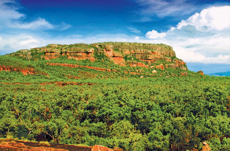 Darwin: Kakadu & Nourlangie Day Trip Plus Billabong Cruise - Who should book this Kakadu tour?