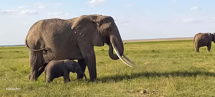 DAY TRIP AMBOSELI NATIONAL PARK FROM NAIROBI BUDGET SAFARI. - Key points to know before booking