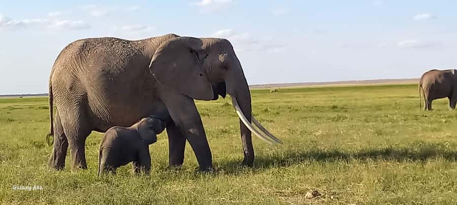 DAY TRIP AMBOSELI NATIONAL PARK FROM NAIROBI BUDGET SAFARI. - Entering Amboseli National Park