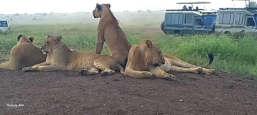 DAY TRIP AMBOSELI NATIONAL PARK FROM NAIROBI BUDGET SAFARI. - Kilimanjaro views and the value of good timing