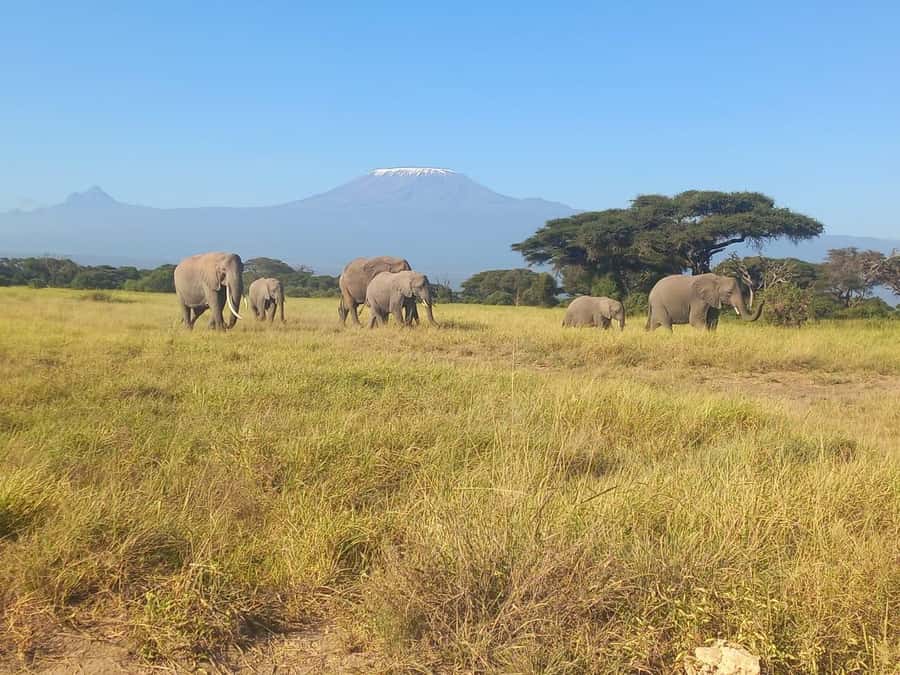 DAY TRIP AMBOSELI NATIONAL PARK FROM NAIROBI BUDGET SAFARI. - Returning to Nairobi in the evening