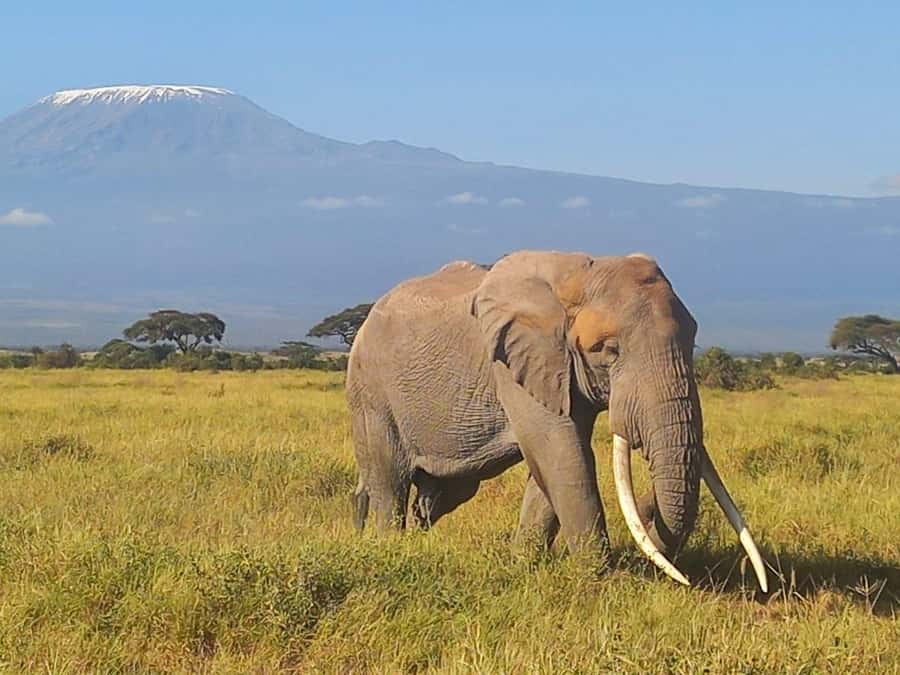 DAY TRIP AMBOSELI NATIONAL PARK FROM NAIROBI BUDGET SAFARI. - Guide quality and the day-to-day experience