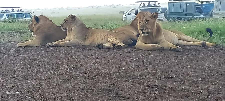 DAY TRIP AMBOSELI NATIONAL PARK FROM NAIROBI BUDGET SAFARI. - Early pickup from Nairobi and the long road south
