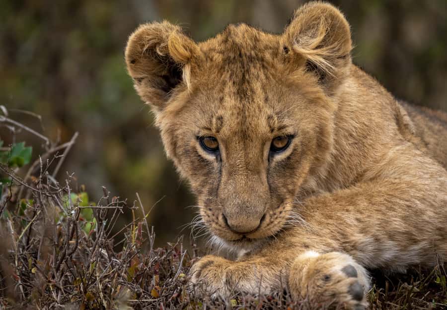 Day Trip: Amboseli National Park & Maasai Village – Nairobi - Quick points to know before you book