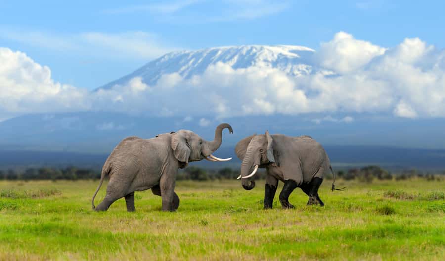 Day Trip: Amboseli National Park & Maasai Village – Nairobi - Why Amboseli works so well as a one-day safari