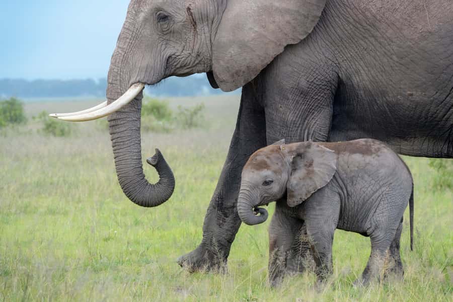Day Trip: Amboseli National Park & Maasai Village – Nairobi - Entering Amboseli for five hours of game viewing
