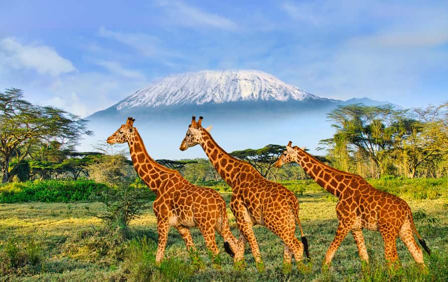 Day Trip: Amboseli National Park & Maasai Village – Nairobi - The Maasai village visit