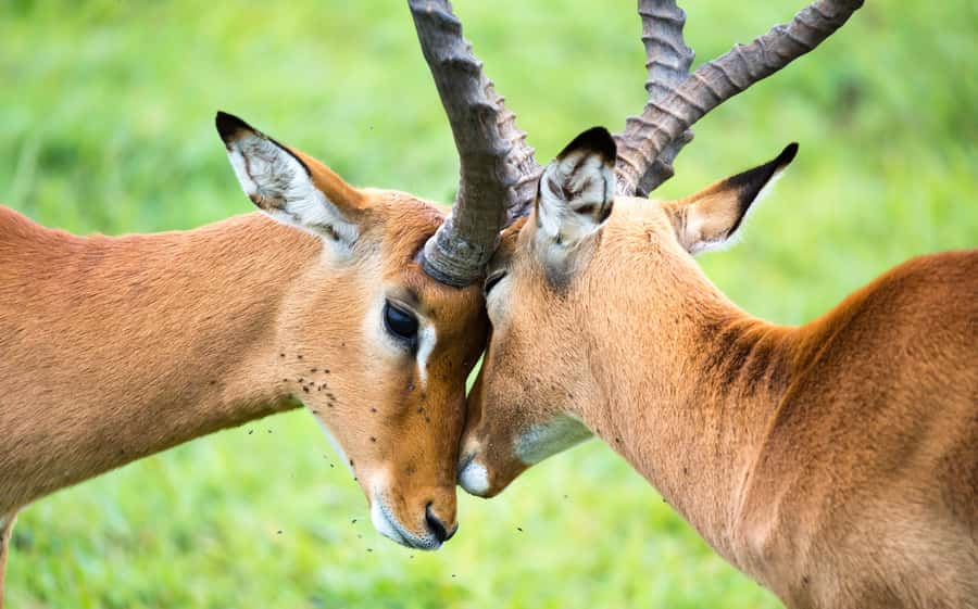 Day Trip: Amboseli National Park & Maasai Village – Nairobi - Who should book this day trip?