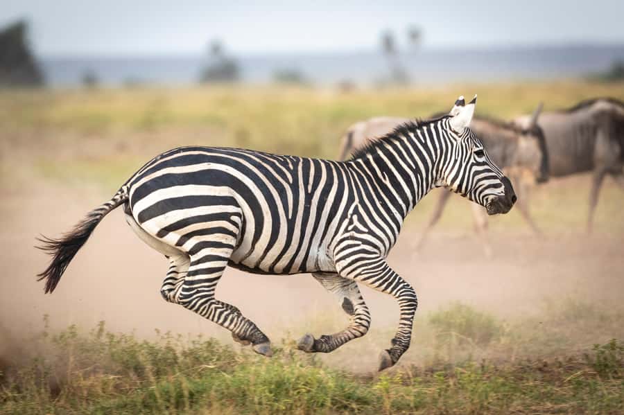 Day Trip: Amboseli National Park & Maasai Village – Nairobi - The early road south from Nairobi