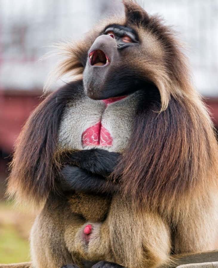 Day trip Debre Libanos, Bule nile George &Portugal Bridge - Key points to know before booking