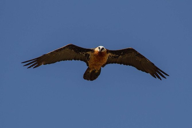 Day Trip From Addis Ababa See Historical Monastery,Stunning Nature,Animals,Birds - Geladas, birds, and the Jemma Valley