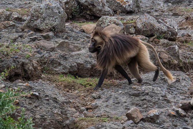 Day Trip From Addis Ababa To Debre Libanos & Portuguese Bridge - Geladas, birds, and patient watching
