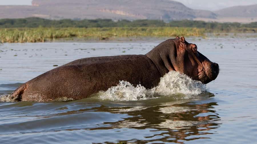Day Trip: Hell's Gate Bike Ride & Lake Naivasha Boat Ride - Key points before you book