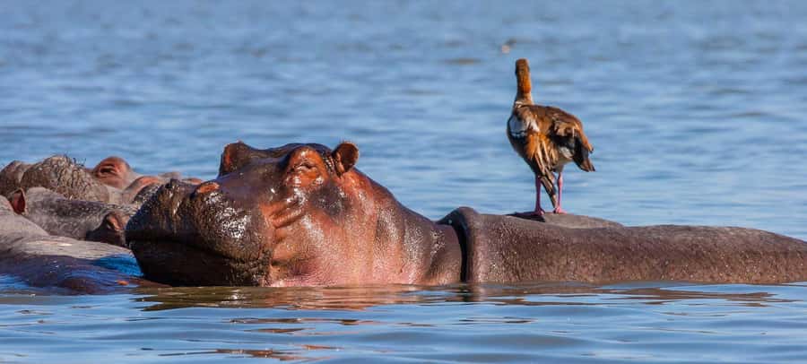 Day Trip: Hell's Gate Bike Ride & Lake Naivasha Boat Ride - Who will enjoy this day trip most?