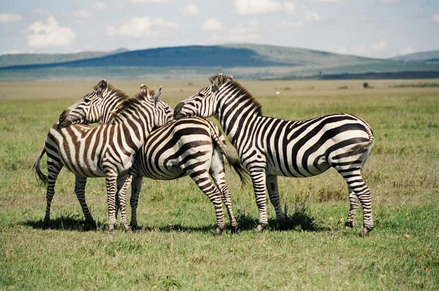Day Trip: Hell's Gate Bike Ride & Lake Naivasha Boat Ride - Hell’s Gate by bicycle, not behind glass