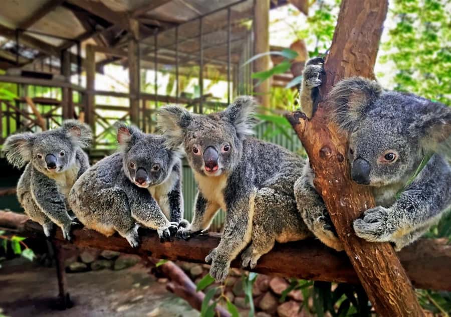 Day Trip: Rainforest & Aboriginal Culture Tour - Key points to know before booking