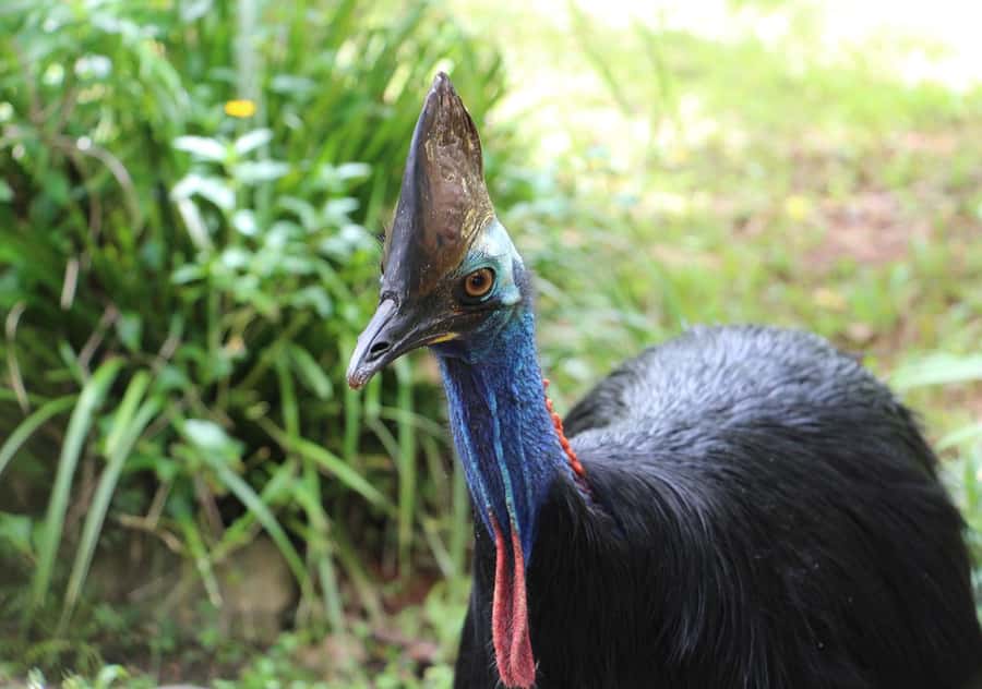Day Trip: Rainforest & Aboriginal Culture Tour - Lunch, electric transport, and the practical middle of the day