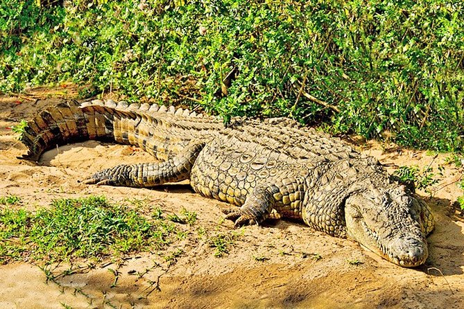 Day Trip Safari - Akagera National Park with Optional Lake Ihema Boat Safari - From Kigali’s hills to Akagera’s eastern plains
